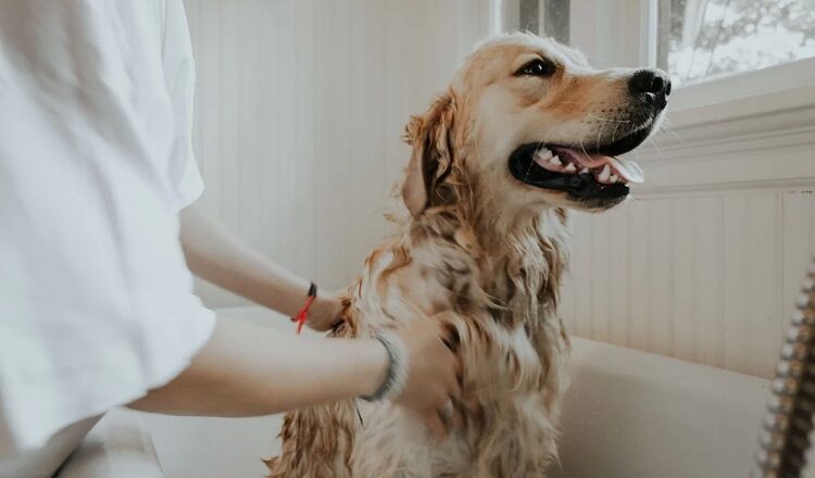 How To Give Your Furry Friend Independence In Your New Home