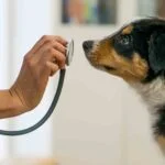 Keep Your Furry Friends Healthy with the Right Veterinarian
