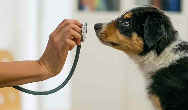 Keep Your Furry Friends Healthy with the Right Veterinarian