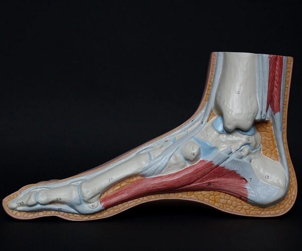 <strong>Tendons: Injuries and Healing</strong>