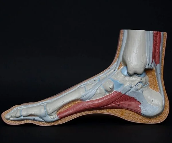 <strong>Tendons: Injuries and Healing</strong>