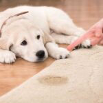 How to Remove Dried Pet Urine Stains from Your Carpet