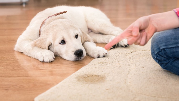 How to Remove Dried Pet Urine Stains from Your Carpet
